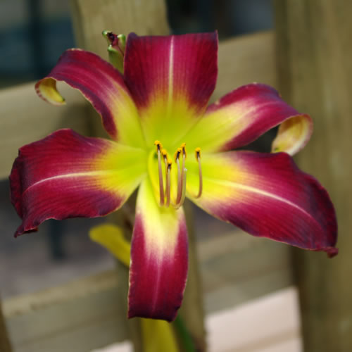 Hemerocallis unnamed sdlng 3